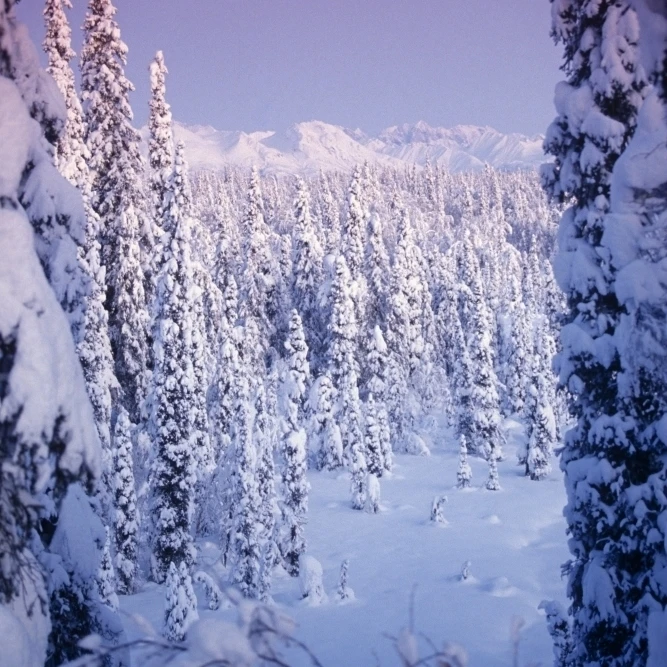 Snow Covered Spruce Trees Ak Range Int Ak Winter Poster Print (11 x 17)