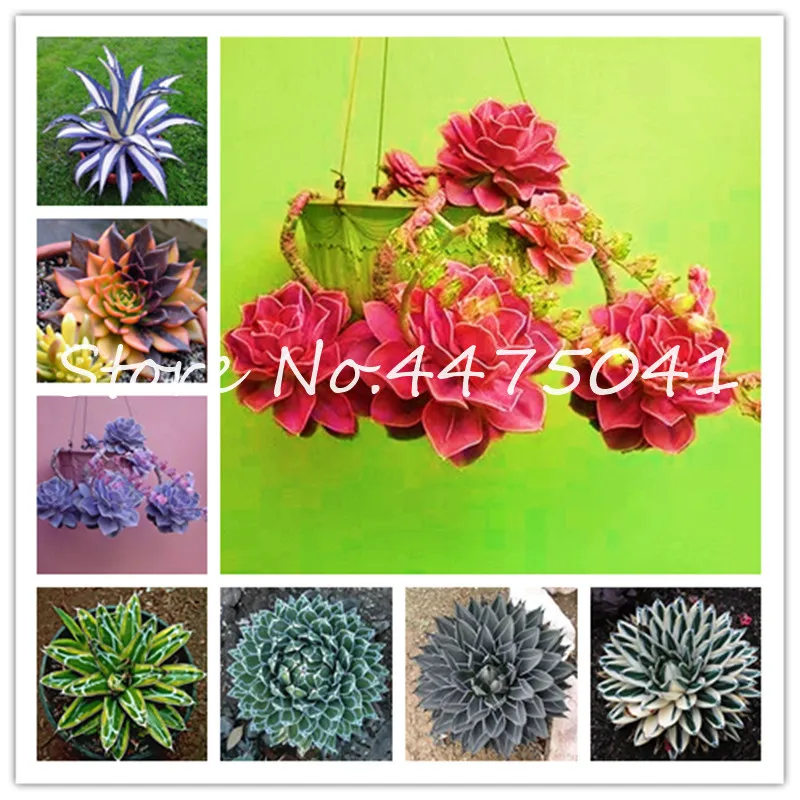 

200 Pcs/Bag Agave Flower Bonsai, Rare Succulent Perennial Good Life Flowering Bonsai Plant Agave Pot Plant For Home Garden Decor