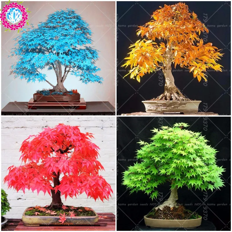 List 105+ Pictures miniature indoor bonsai tree garden japanese maple tree Latest