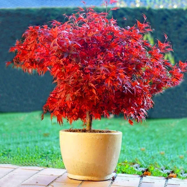 10 pcs/bag Graines Mini Beautiful Red Maple Seeds Bonsai Ornamental Diy Plant Flower Pot Indoor Garden Plants Tree Seed