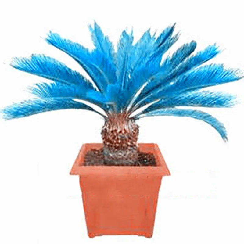 New Arrival 10 pcs blue Cycas, mini Sago Palm Tree .bonsai flower, budding rate 97% rare room potted plant for home garden