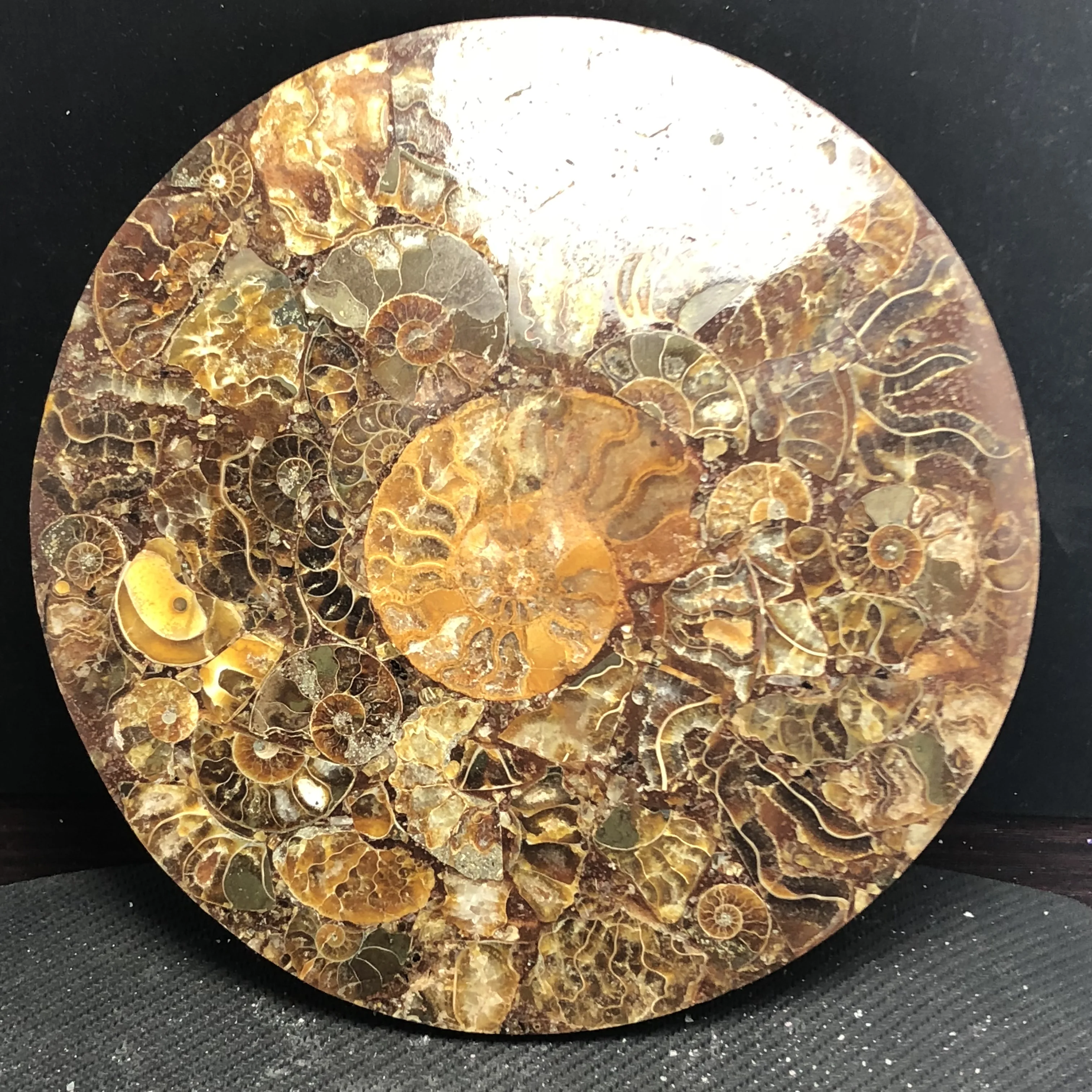 Natural ammonites fossils sectioned plates crystal jade Marine shells Madagascar mineral samples