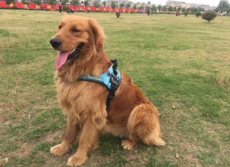 pet harness (4)
