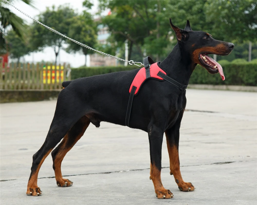 dog harness01
