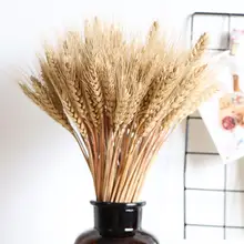 Verdadeiro trigo orelha flor natural flores secas trigo orelhas buquê para festa de casamento decoração para casa diy artesanato