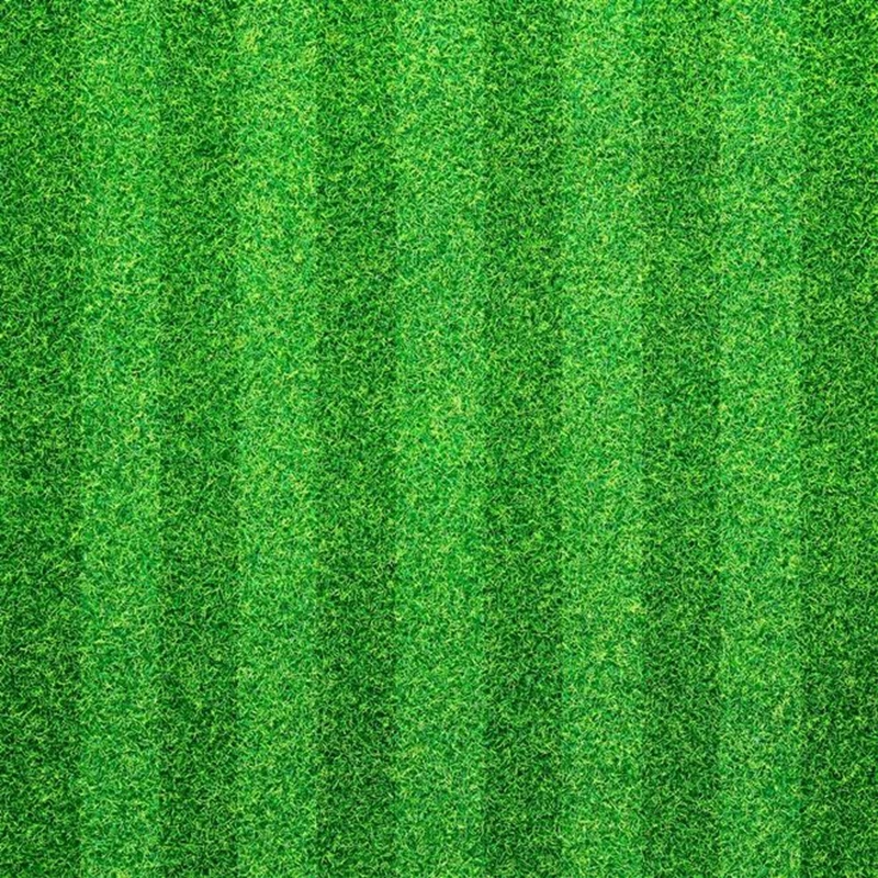 1000 Pcs Japanese Forest Grass lawn, Perennial Evergreen Lawn Bonsai plant Beautiful Garden Ornamental Potted Plant Easy to Grow