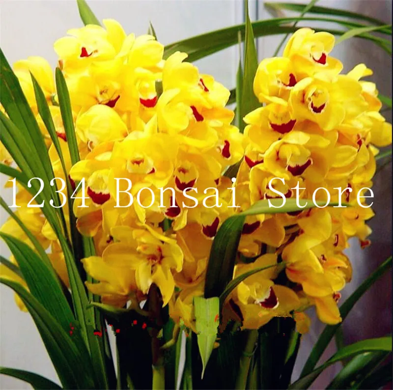Sale!100 Pcs Exotic Cymbidium Flore Rainbow Chinese Orchid Flower