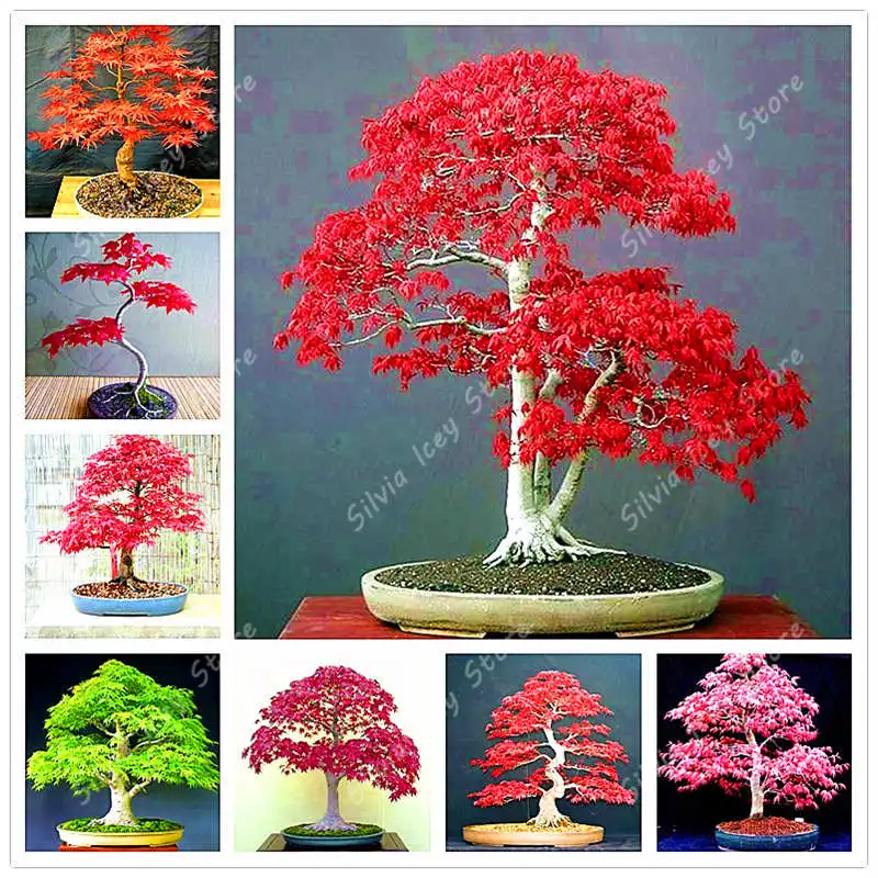 

20Pcs/Bag Maple bonsai plant Japan true maple garden flower plant tree family garden potted decorative plants