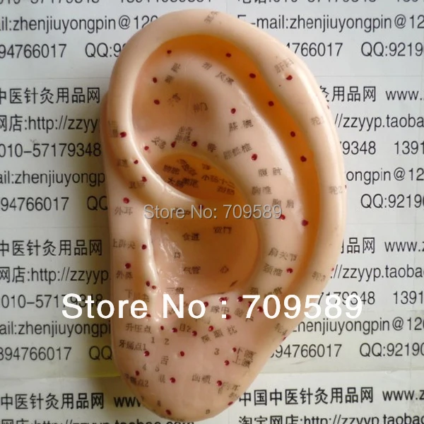 

13-CM Ear Acupuncture Model