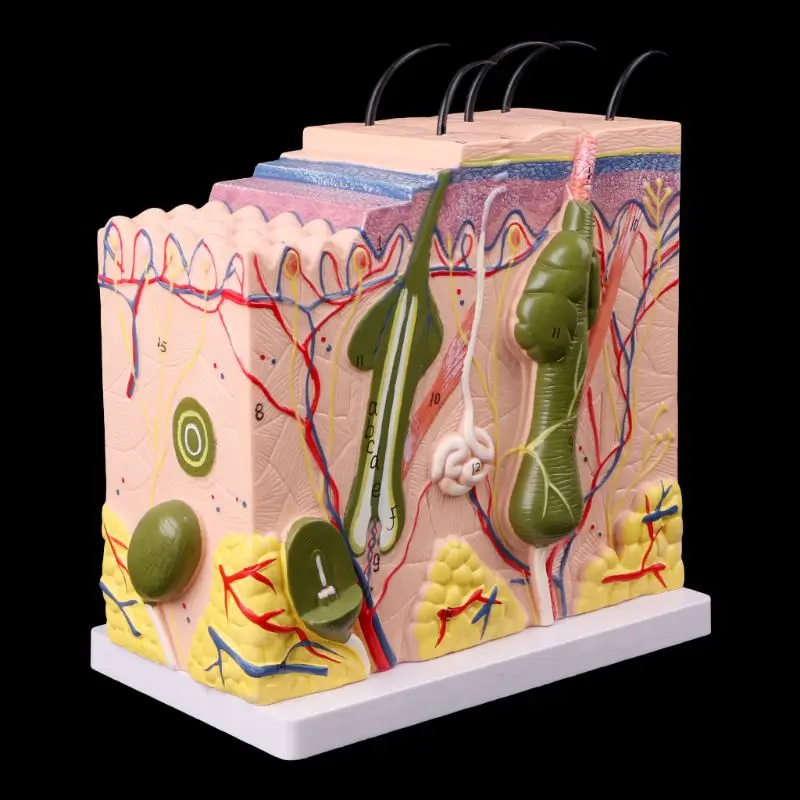 Модель модели кожи человека блок увеличенный пластик анатомический медицинский инструмент для обучения медицинские канцелярские