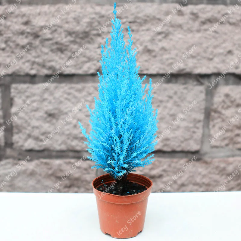 50 Pcs Mini Blue Cypress Semo Rare Japanese Cypress Bonsai Plants Perennial Ornamental Potted Tree for Home Garden Decoration