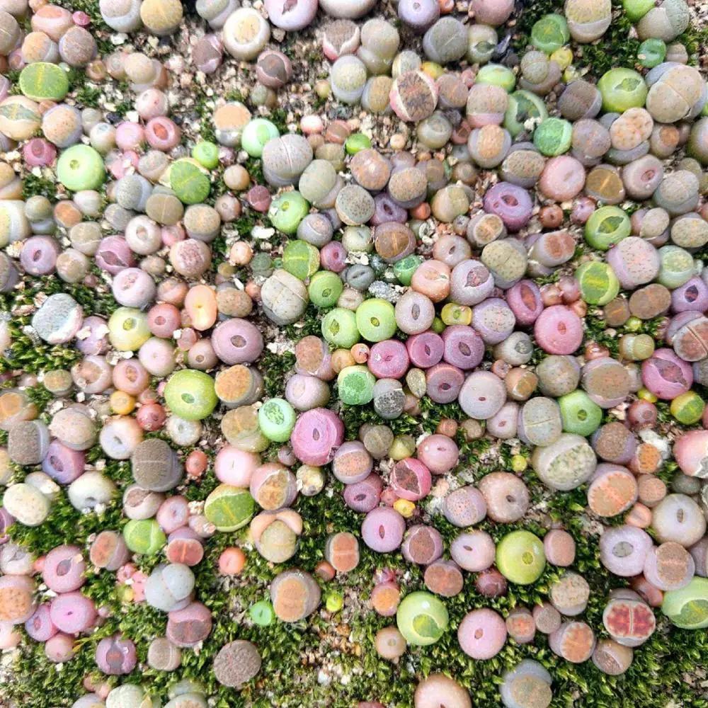 

100 Pcs Mini Lithops Flowers Bonsai Living Stones Mix Succulent Cactus Organic Balcony Potted Plants For Home Garden Supplies-3