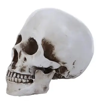

Medical mold resin skull bone specimens resin resin crafts manufacturers direct home furnishings
