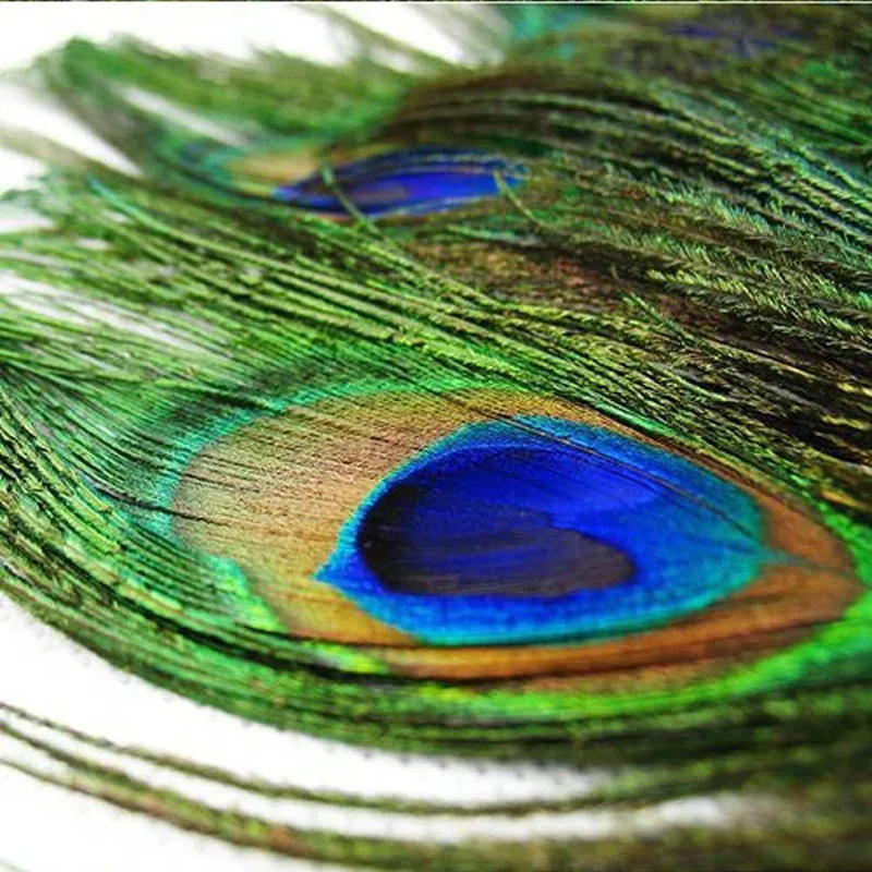 Comercio-al-por-mayor-20-Unids-Paquete-de-Moda-Hermosas-Plumas-de-Cola-Del-Pavo-Real