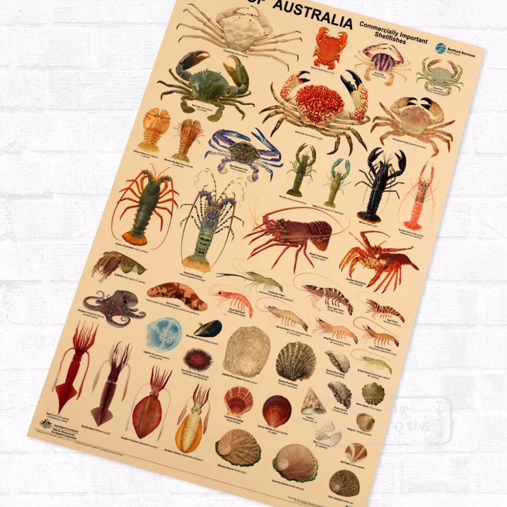 

The Fishes Of Australia Marine Organism Vintage Retro Kraft Coated Poster Decorative DIY Wall Canvas Sticker Art Home Decor Gift
