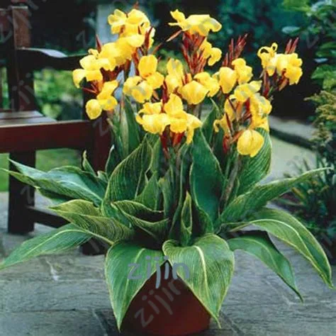 

20Pcs Multi-Color Perennial Canna Flower Plant Tree Bonsai Ornamental Plants Banana Genus Semillas For Home Garden Planting