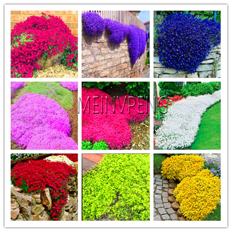 Big Promotion!100 pcs/bag Creeping Thyme Bonsai or Multi-color ROCK CRESS Plant - Perennial flower Garden Ground cover flower g Big Promotion!100 pcs/bag Creeping Thyme Bonsai or Multi-color ROCK CRESS Plant - Perennial flower Garden Ground cover flower g