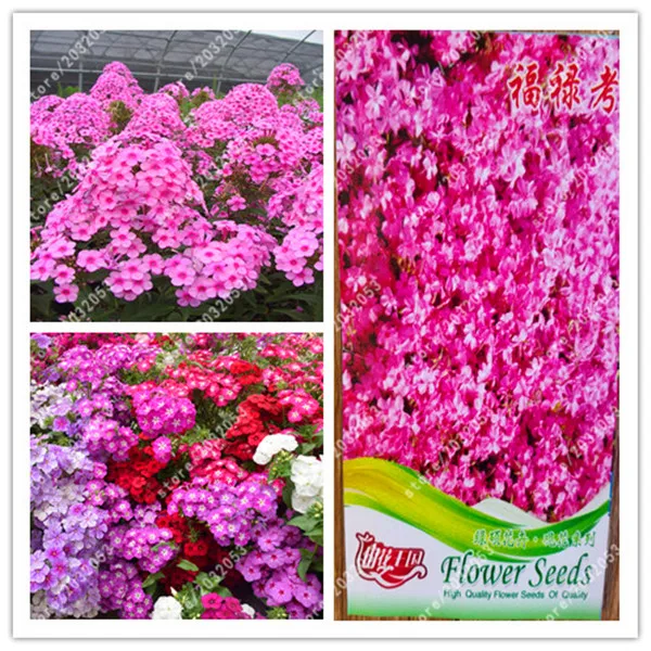 

bonsai True Phlox Drummondii Cuspidata Flower for home garden