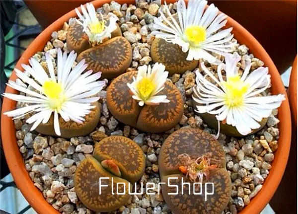 Cactus Mixed Lithops 100 Organic Rare Succulent Seeds Plant Stones Bulk Living 
