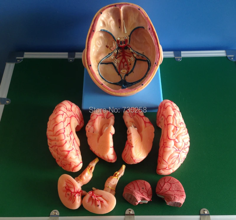 Модель головы и мозговой артерии, ISO анатомическая модель мозга, голова анатомическая модель
