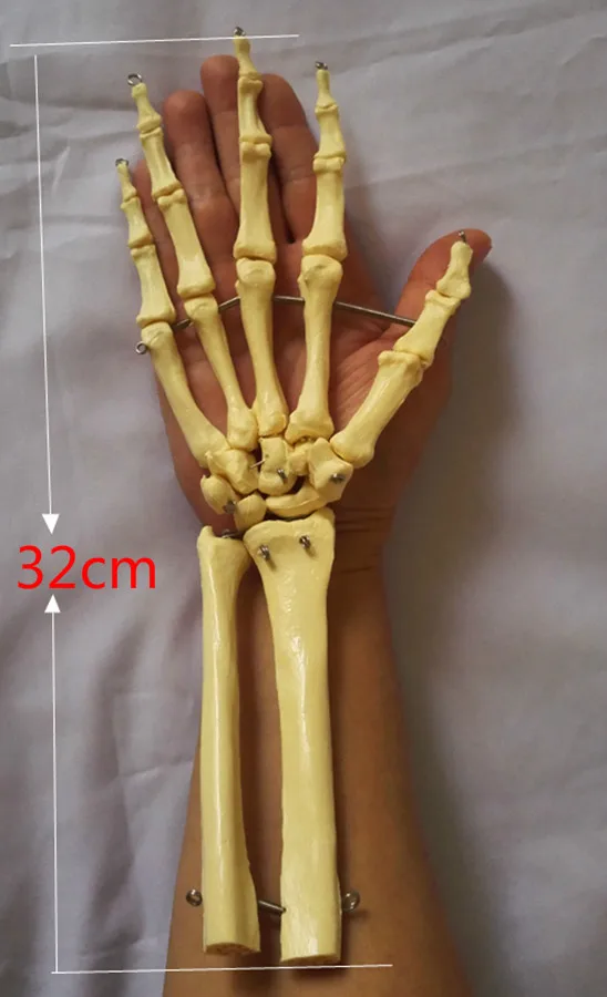 Huamn Long Ulna Hand Joints Skeleton Model Humans Skeleton Hand Joint Model Hand Skeleton Model Medical Teaching Anatomy Models Educational Equipment Aliexpress