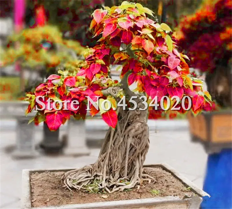 

5 pcs Peepal Ficus Religiosa Bonsai Family Moraceae Perennial Sacred Fig Bonsai Semi-evergreen Bodhi Tree Widely Cultivated