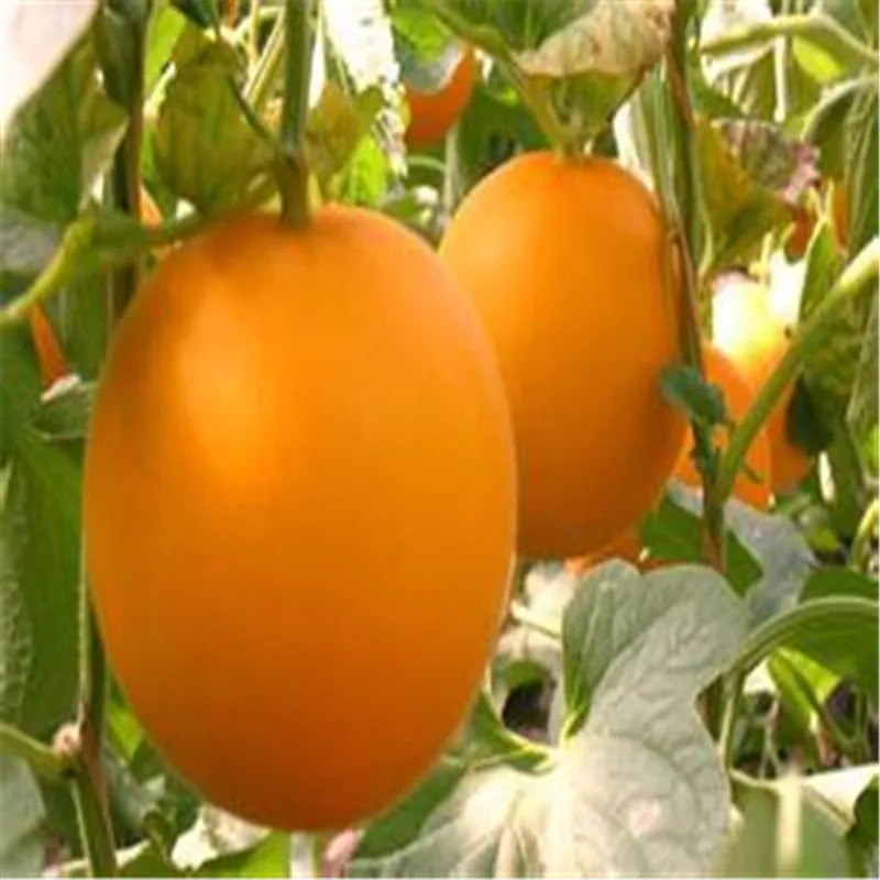 Buy Sweet Melon seeds Nutrition Healthy fruits and