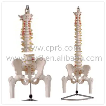 

BIX-A1013 Life-Size Vertebral Column With Pelvis And Half Leg Bones Model Australia Freight Free AU, Japan Freight Free WBW274