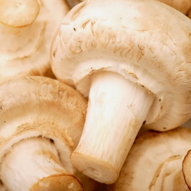 Close Up Of White Mushrooms Poster Print (17 x 11)