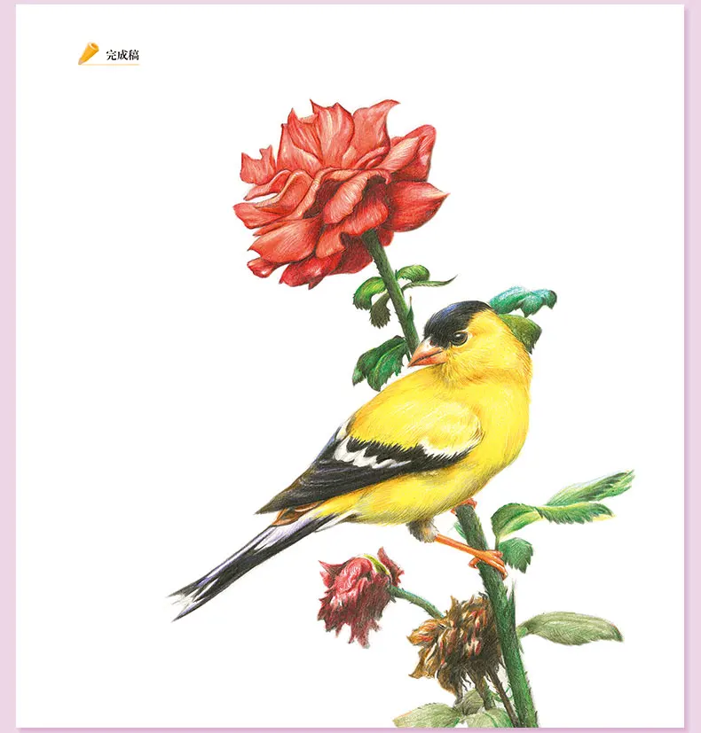 Álbum de Zero Base da Flor do Pássaro Cor da Flor e do Pássaro Clássico Chumbo Tutorial Livro Mão-pintado Crianças Adulto Coloração 2019 15 2019 Clássico Cor Da Flor E Do