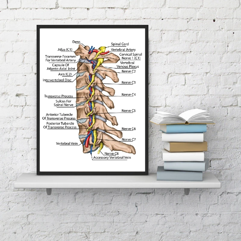 Topographic relationship of the spinal nerve and vertebral artery print