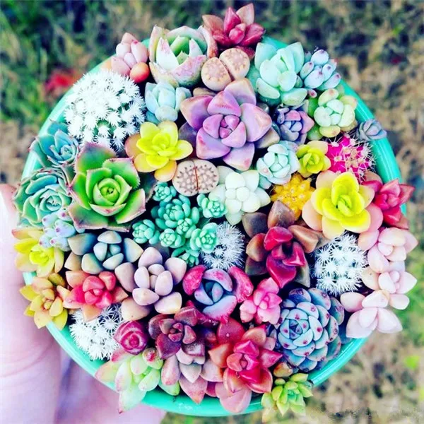 2000 pcs/ bag Exotic Mini Succulent Cactus Rare Succulent Perennial Herb Plants Bonsai Pot Flower Indoor for Garden Flore Pot 2000 pcs/ bag Exotic Mini Succulent Cactus Rare Succulent Perennial Herb Plants Bonsai Pot Flower Indoor for Garden Flore Pot