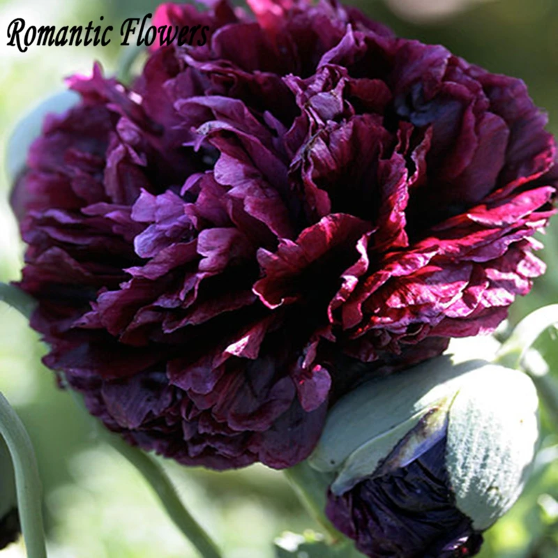 Achetez en Gros noir pivoine en Ligne à des Grossistes