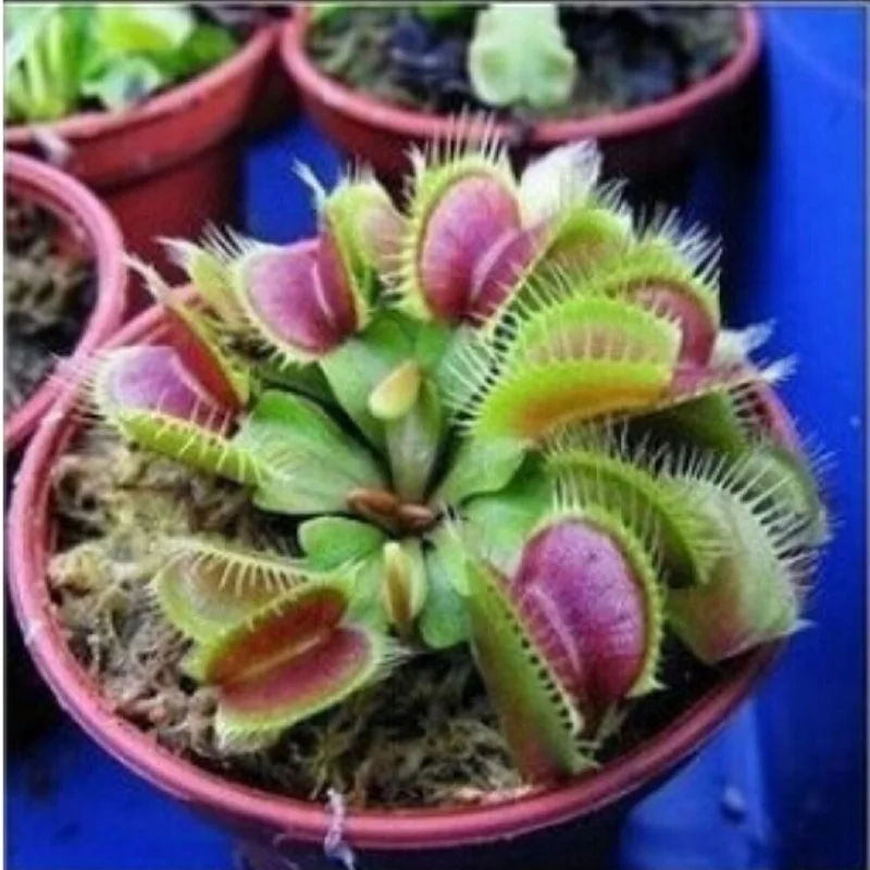 PROMOTION Potted Insectivorous Plant bonsai Dionaea Muscipula Giant Clip Venus Flytrap bonsai 100pcs