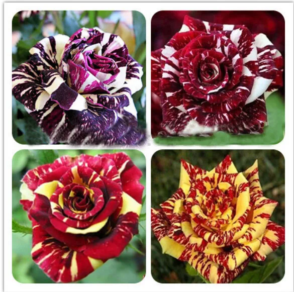 100PCS Rare Rose flower seeds 5 Different Colored Striped Rose Seeds