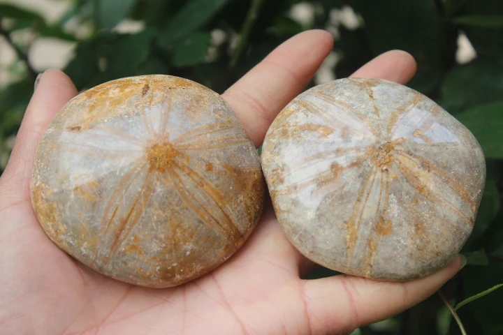 2pcs Lot 100 Rare Natural Madagascar Sea Urchin Fossil In Stones