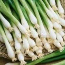 400 Tokyo Long White Onion Bunching Seeds of vegetables Great in Salad&Cooking Spring Heirloom