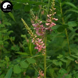 Купить Indigofera Pseudotinctoria Semente 100 шт. завод Herba Ма Цзи для Yi Вэй Яо