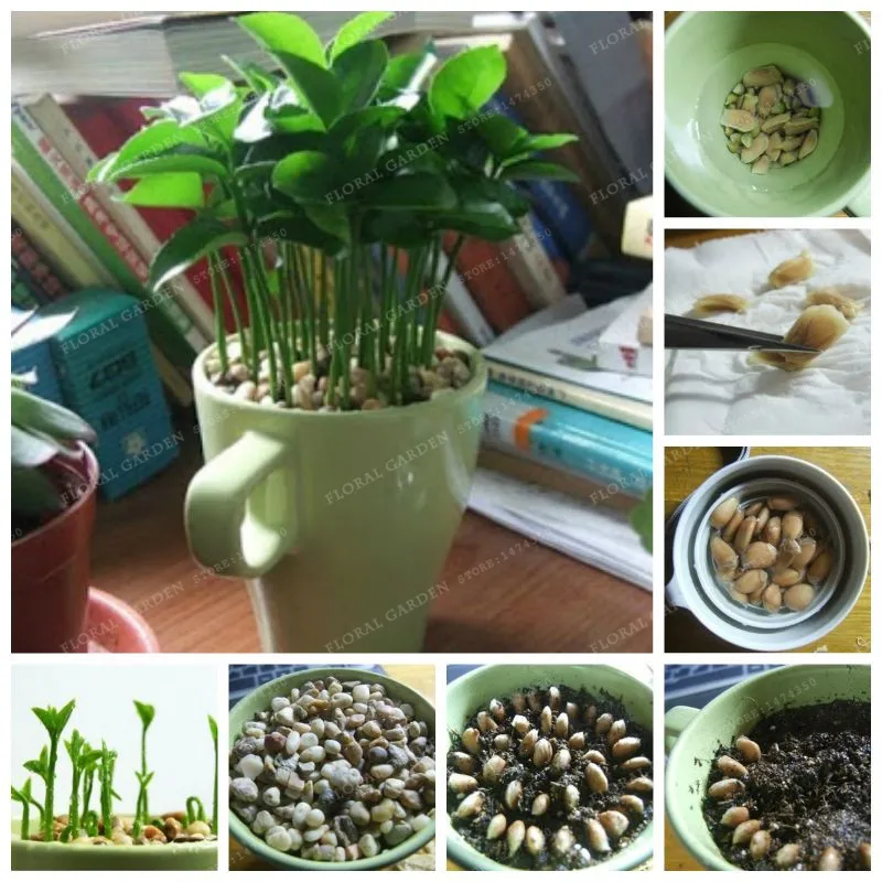

2018 Real Promotion 10pcs Garden Plants With Instructions Bonsai Lemon Tree Bonsai High Survival Rate Fruit For Home Backyard