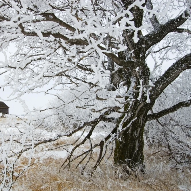 Hoarfrost In Countryside  Near Altona  Manitoba Poster Print (36 x 24)