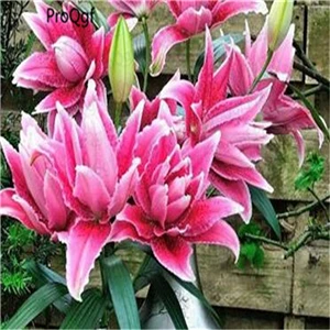 Ngryise 30 шт набор Lily Lilium brownii