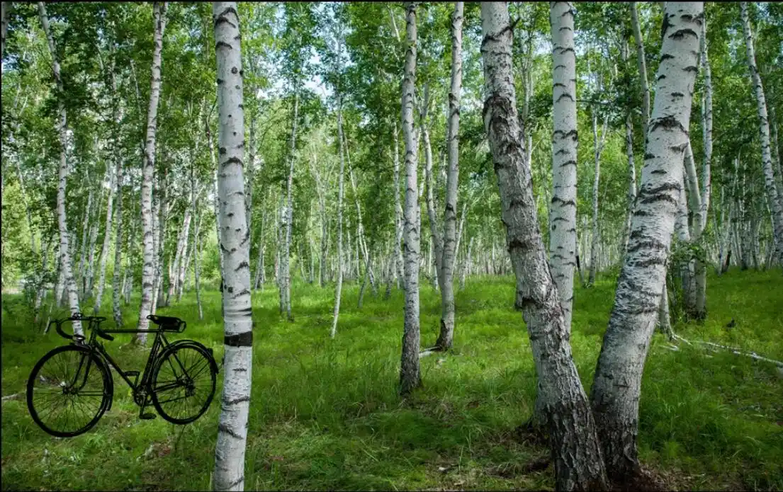 Продам березка. Фотообои березы. Панели Березовая роща. Панели березовый лес. Фотообои березовый лес.