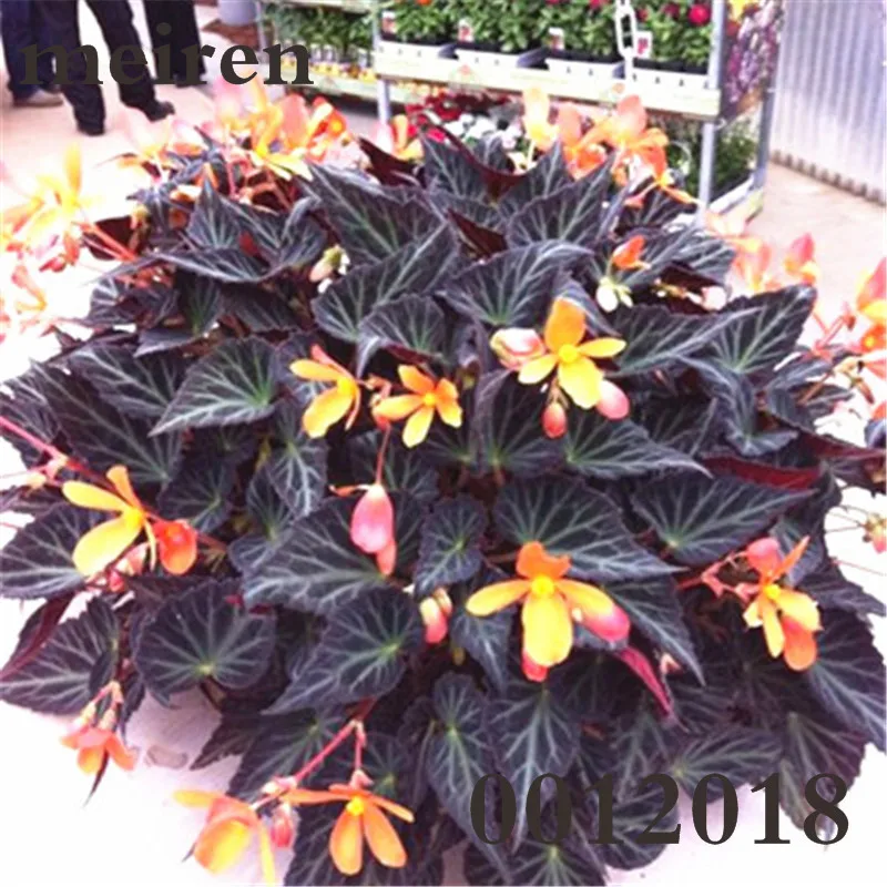100 Pcsbag Begonia Bonsai Flower Plant Garden Terrace Color Leaf Potted