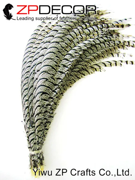 Natural ZEBRA Lady Amherst Pheasant Tail Feathers (1)