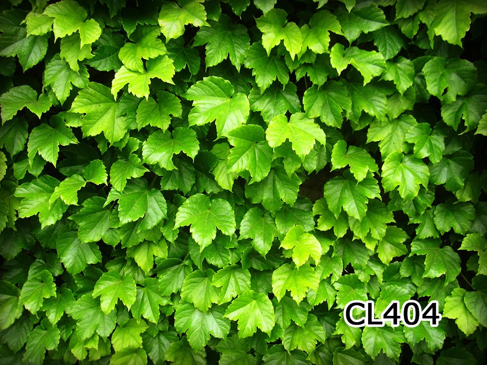CL404