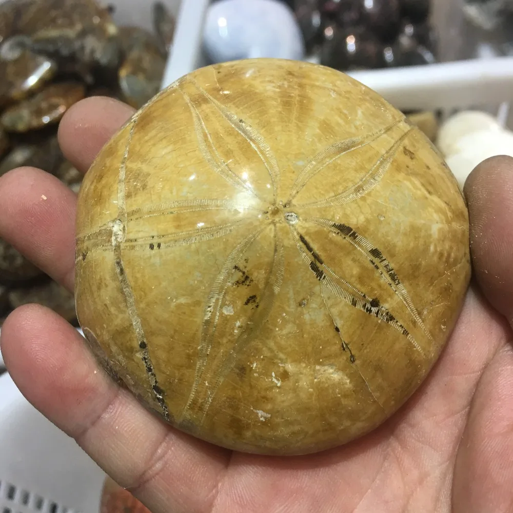 Натуральные минеральные окаменелости морской звезды-хороший выбор для вашей домашней коллекции