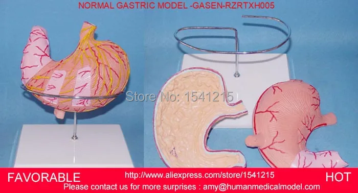 

STOMACH TEACHING MODEL,STOMACH MODEL,HUMAN STOMACH ANATOMY,HUMAN ANATOMY MODEL,GASTROINTESTINAL ,GASTRIC MODEL-GASEN-RZRTXH005