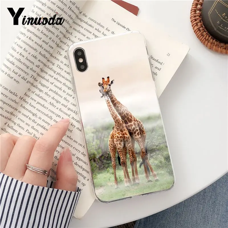 Wear Glasses Giraffe