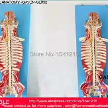 Модель нерва спинного хребта поясничного позвонка анатомическая структура Анатомия человеческого тела Анатомия позвоночника человеческого тела Модель GASEN-GL032