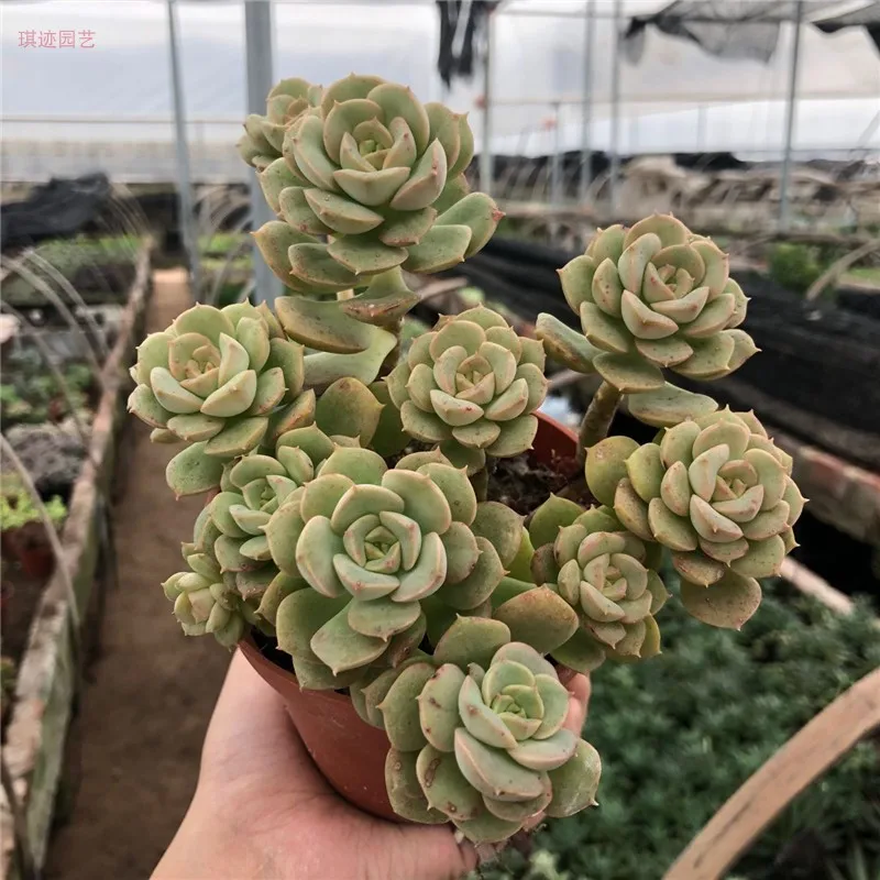 Кластер живой суккулент "Echeveria" Nicksana "variegated" суккулентные черенки